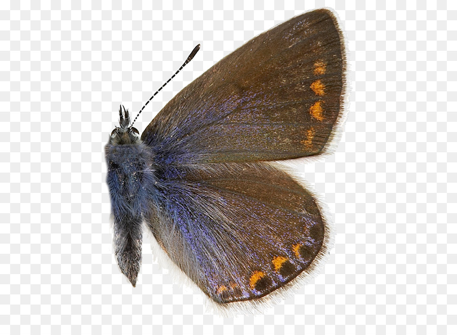 Brushfooted Mariposas，Gossamerwinged Mariposas PNG