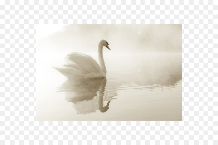 Cisne En La Niebla，Cisne PNG