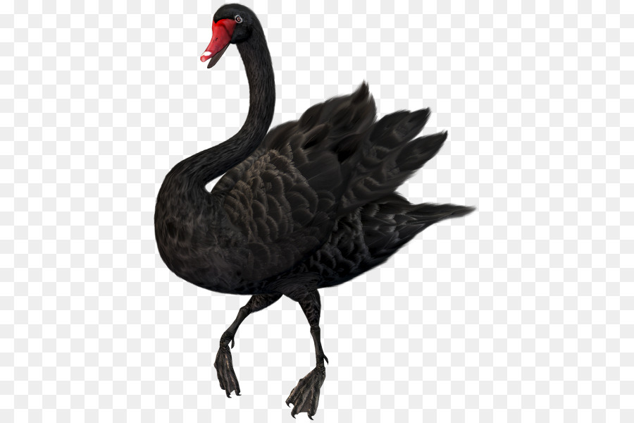Cisne，Cisne Negro PNG