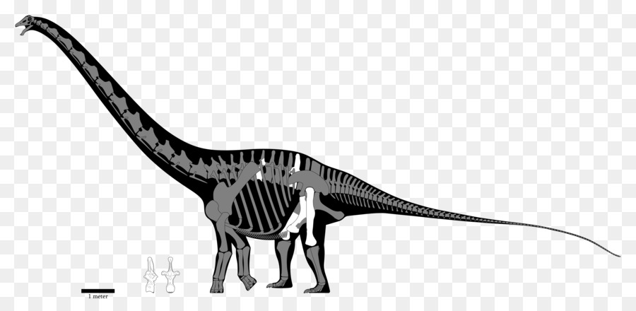 Velociraptor，Carcharodontosaurus PNG