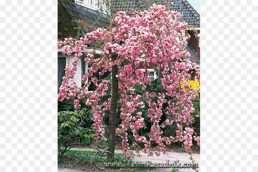 Cerezo De Yoshino，De Los Cerezos En Flor PNG