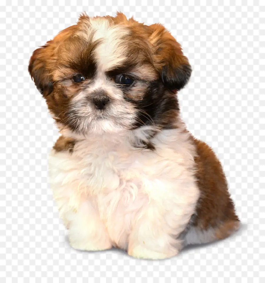 Morkie，Shih Tzu PNG