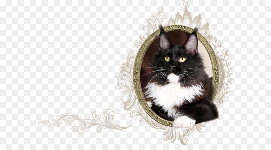 Retrato De Gato，Mascota PNG