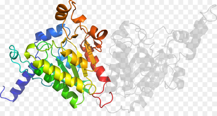 Estructura De La Proteína，Molécula PNG