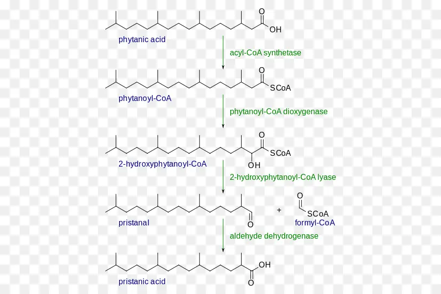 Alfa Oxidación，La Beta Oxidación PNG