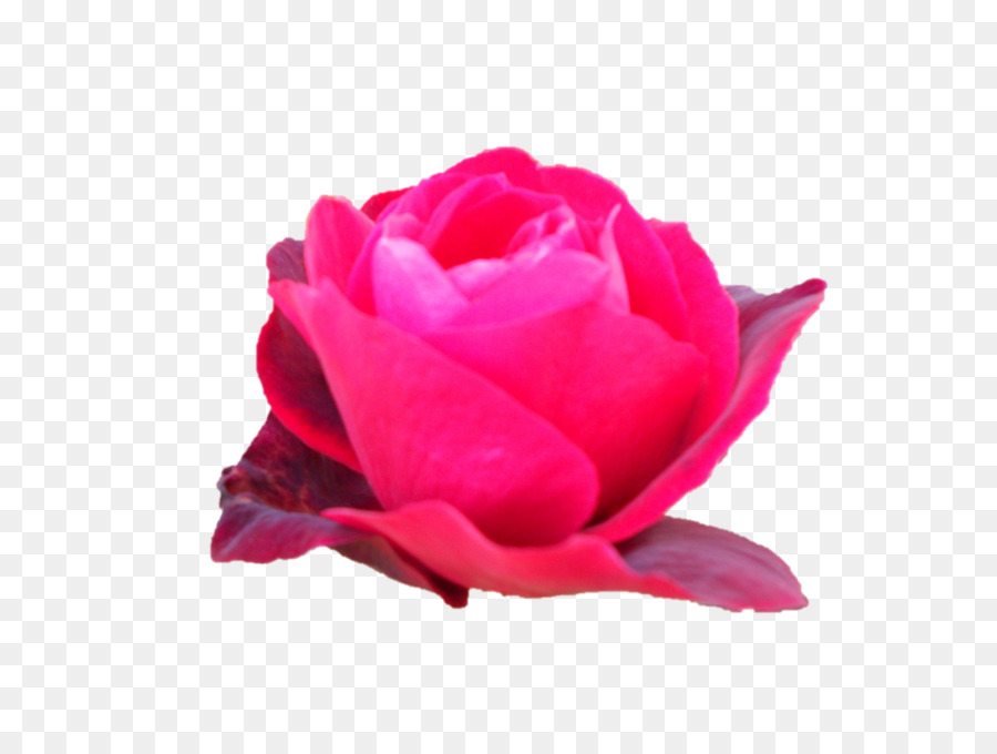 Flor Rosa，Florecer PNG