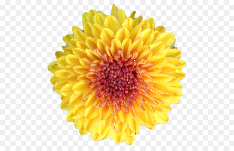 Común Daisy，Transvaal Daisy PNG