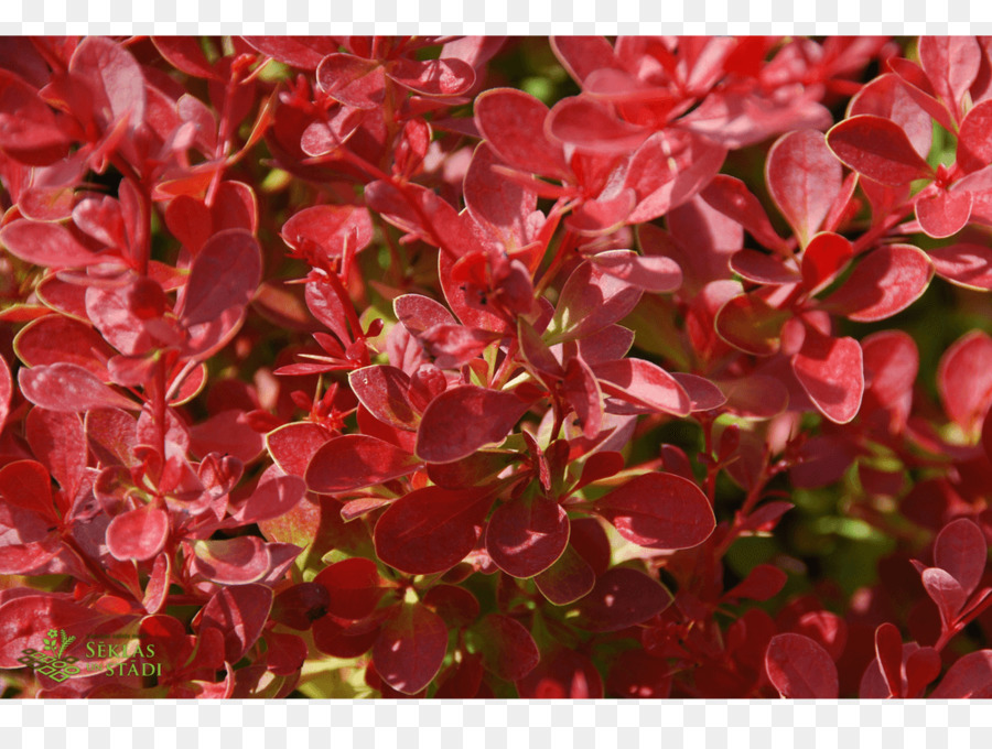 Hojas Rojas，Planta PNG