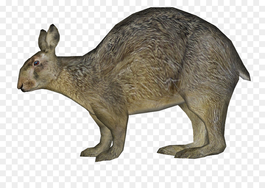 Canguro，Marsupial PNG