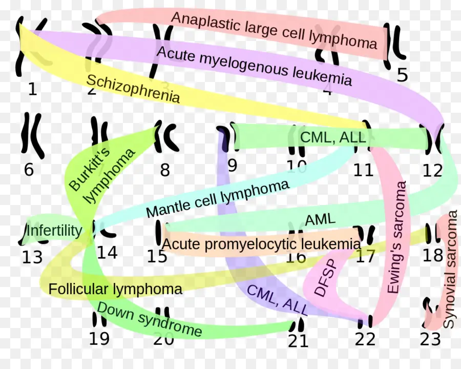 Diagrama Cromosómico，Genética PNG