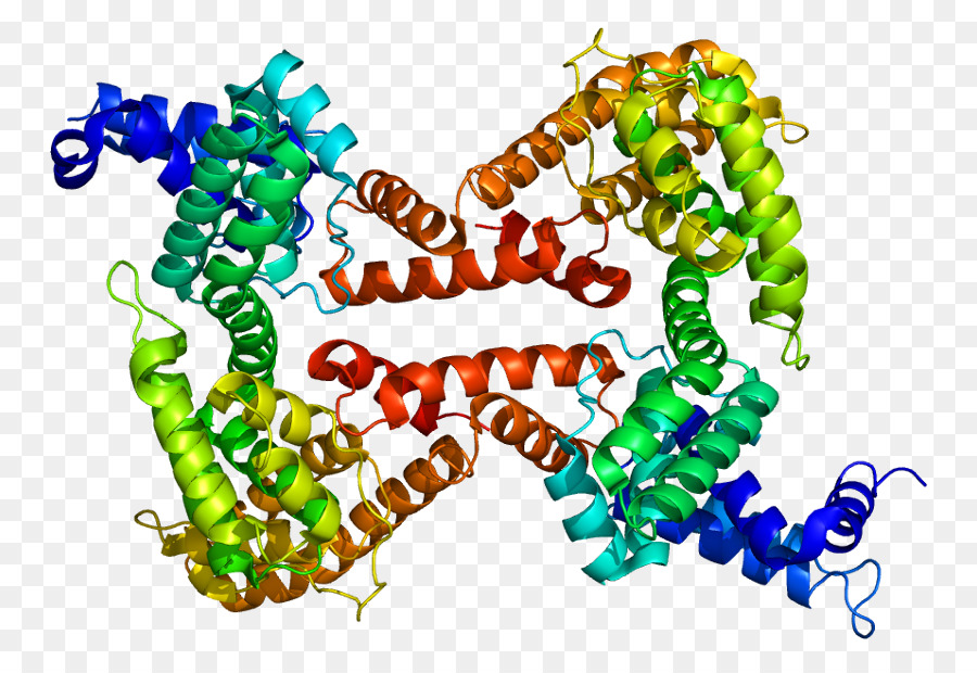 Estructura De La Proteína，Molécula PNG