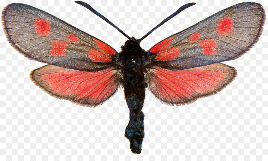 Gossamerwinged Mariposas，Brushfooted Mariposas PNG