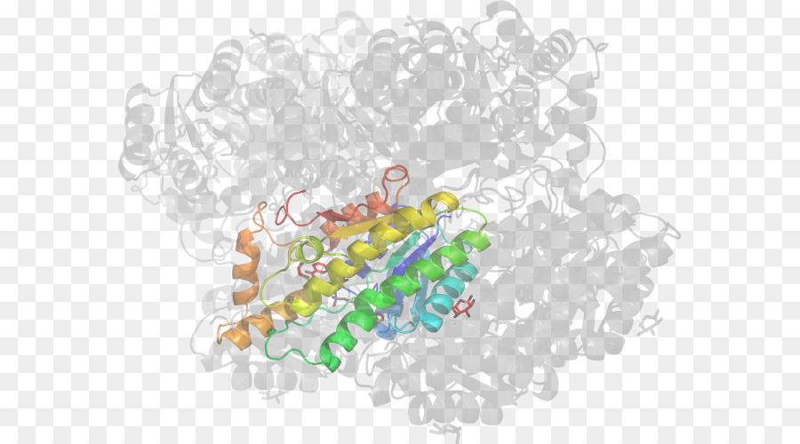 Estructura De La Proteína，Molécula PNG