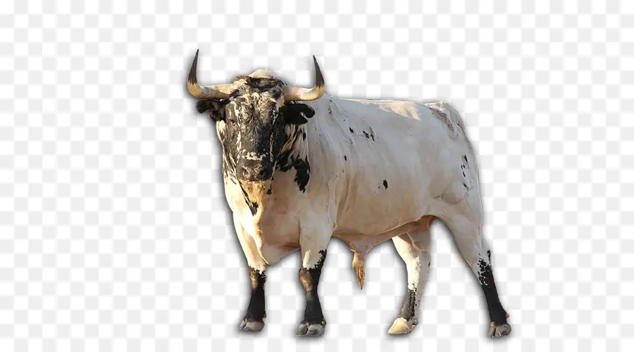 Texas Longhorn，Cebú PNG