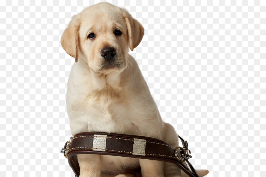 Labrador Retriever，Cachorro PNG