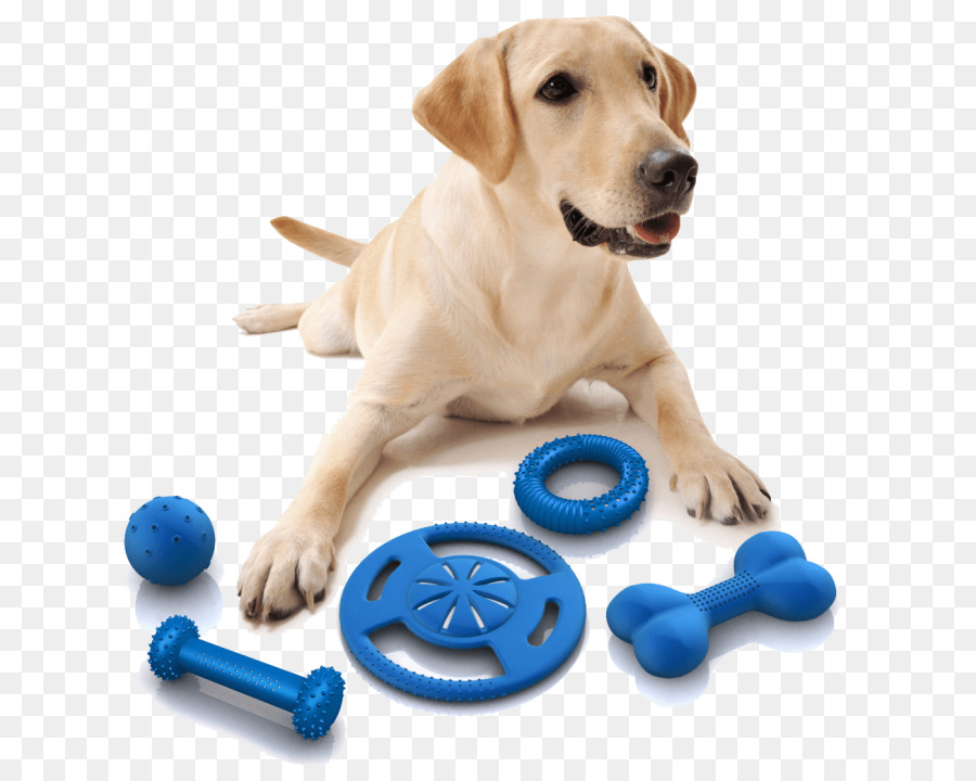 Perro Con Juguetes，Mascota PNG