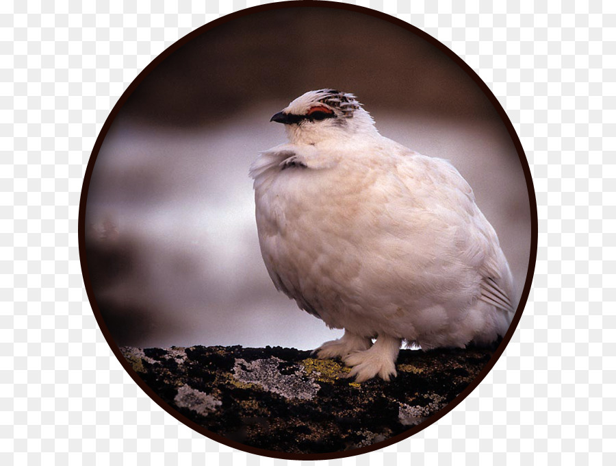 Aves，Rock Ptarmigan PNG