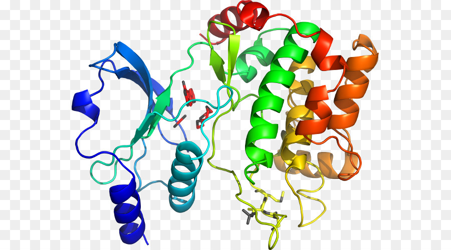 Estructura De La Proteína，Molécula PNG