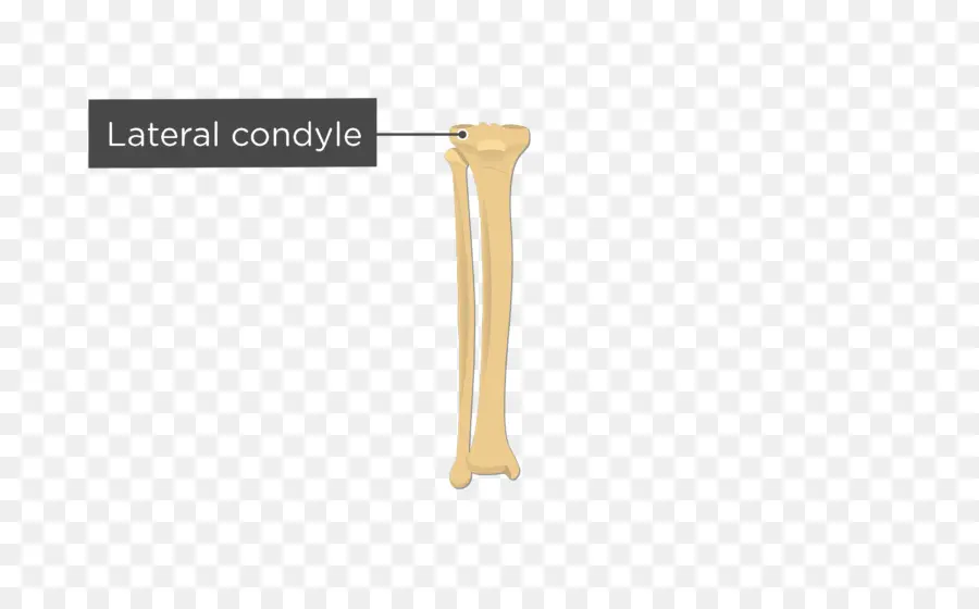 Tibia，Cóndilo Lateral De La Tibia PNG