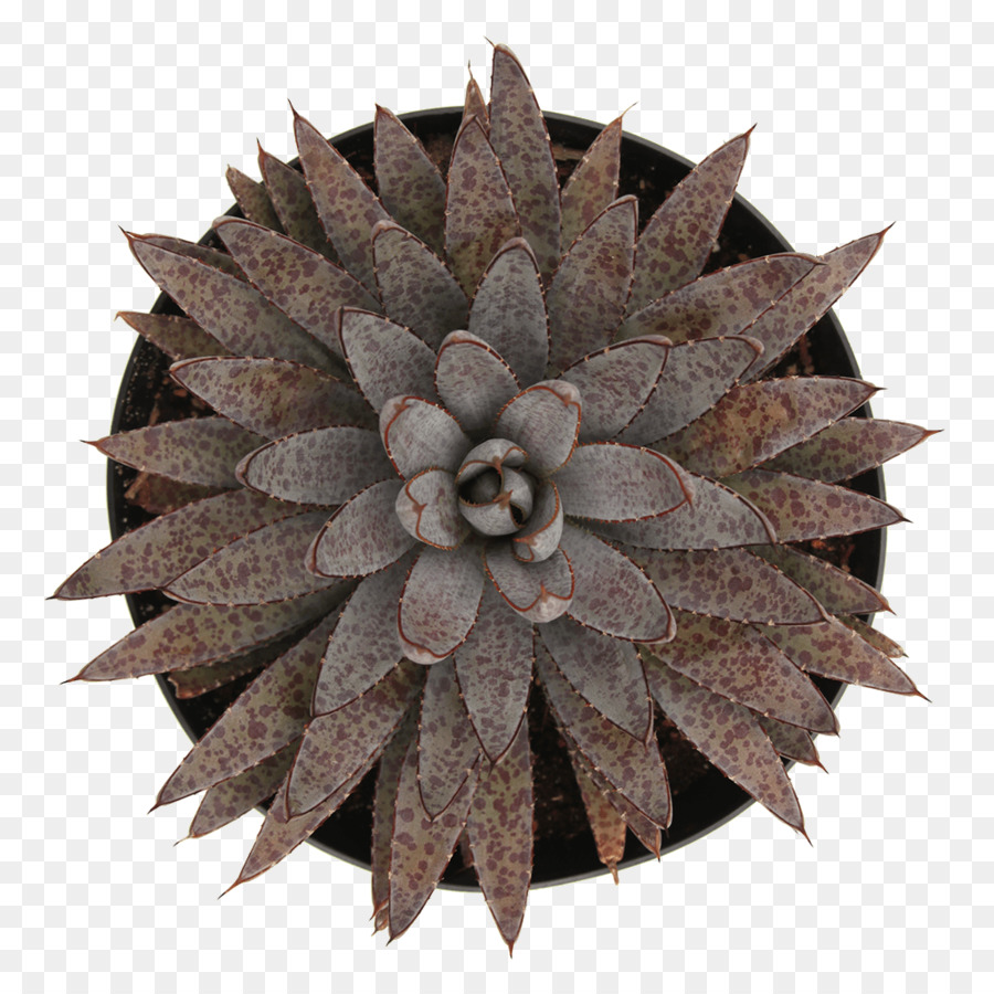 Planta，Maceta PNG