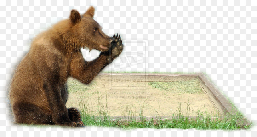 Grizzly Bear，Deviantart PNG