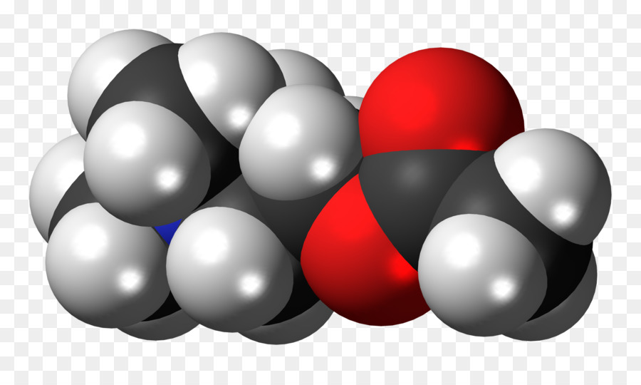 La Acetilcolina，Neurotransmisor PNG