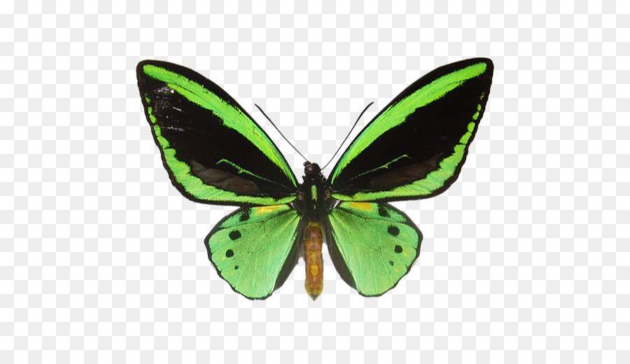 Mariposa Verde，Alas PNG