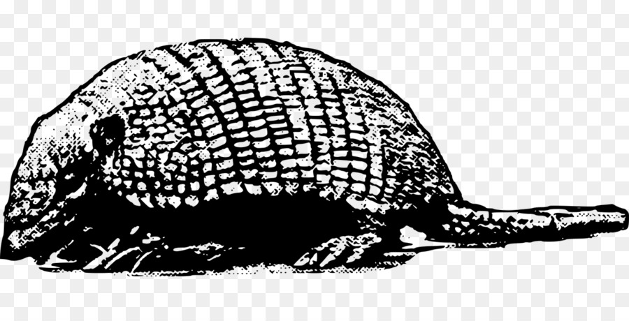 Armadillo，Dibujo PNG