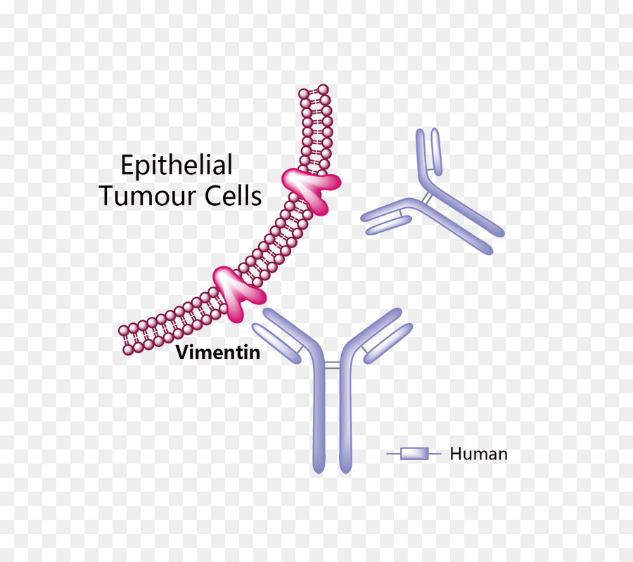 Trastuzumab Emtansine，Erenumab PNG