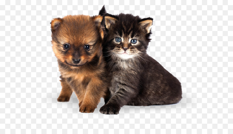 Cachorro Y Gatito，Cachorro PNG