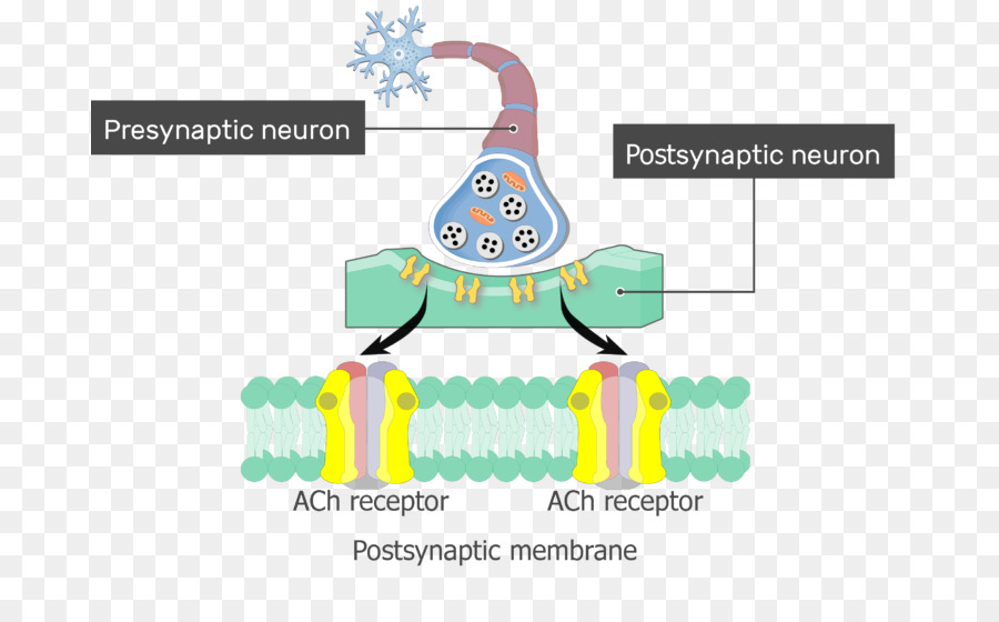 Potencial Postsináptico，La Acetilcolina PNG