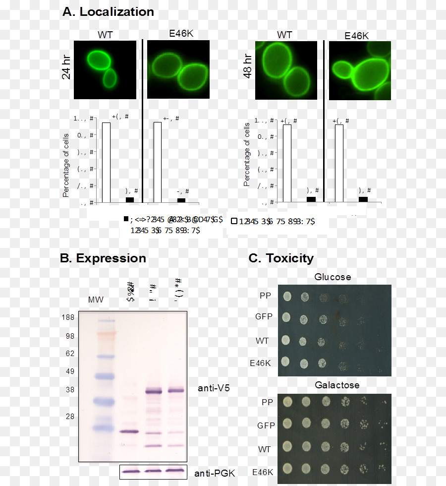 Sinucleína，Alphasynuclein PNG