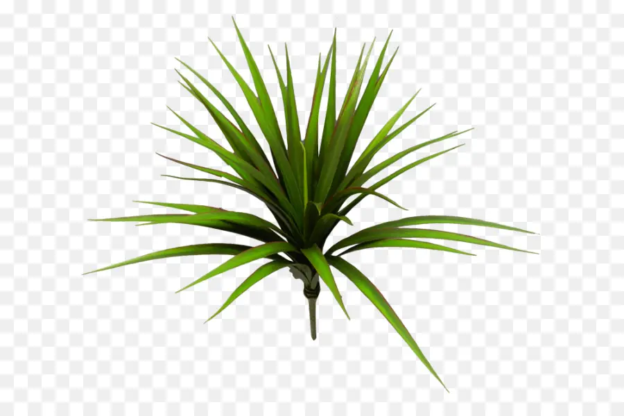 Arecaceae，Tillandsia PNG