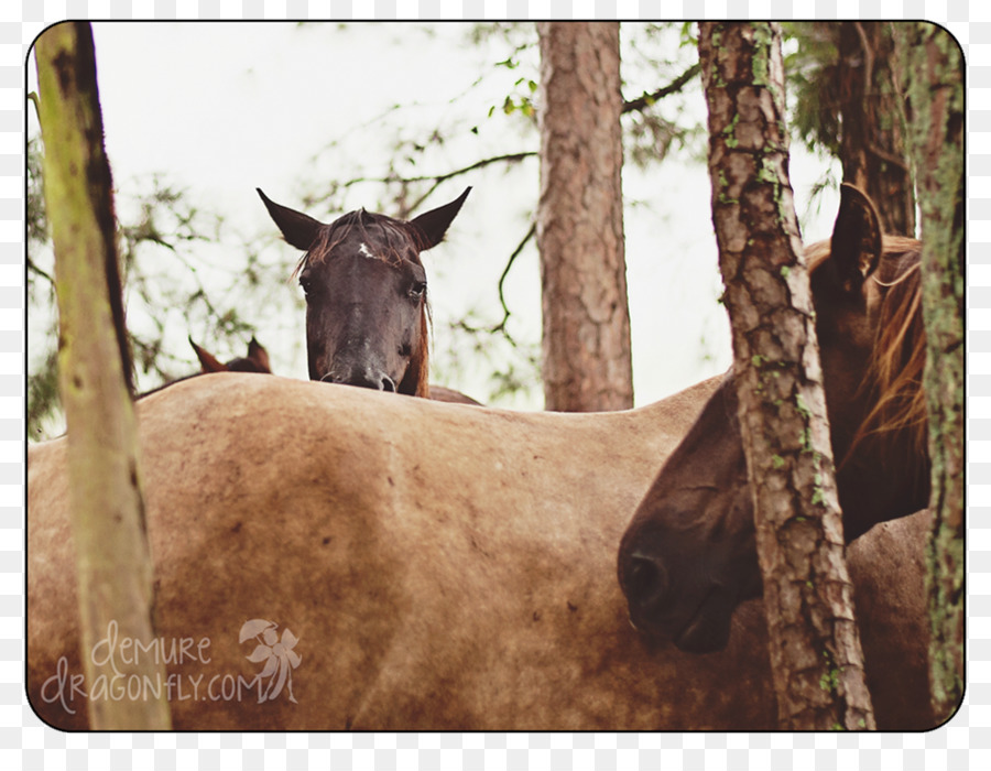 Mule，Mustang PNG