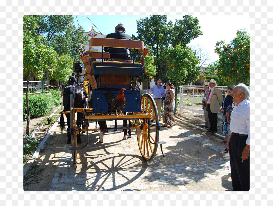 Transporte，Caballo PNG