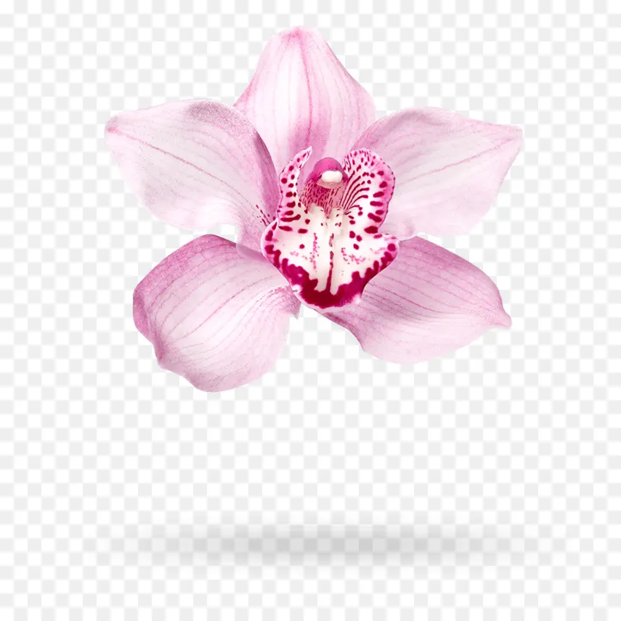 Orquídea，Planta PNG