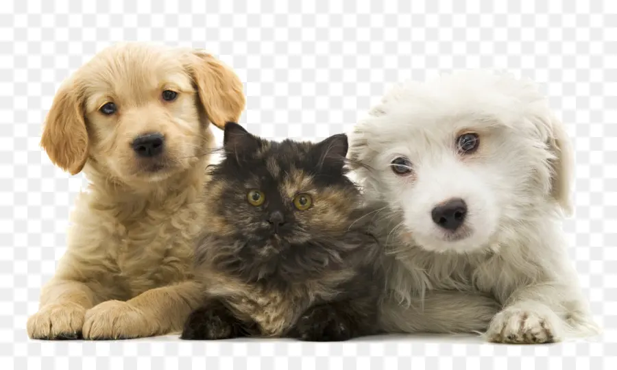 Cachorros Y Gatitos，Mascotas PNG