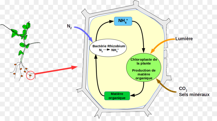 Tecnología，Diagrama PNG