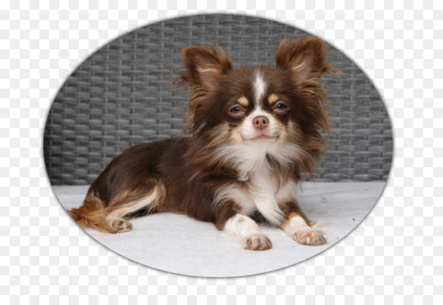 Chihuahua，Cachorro PNG