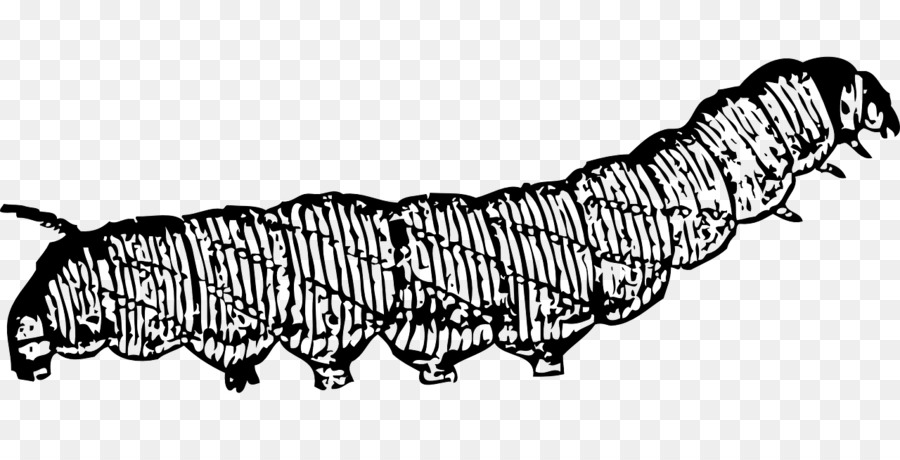 Oruga，Larva PNG