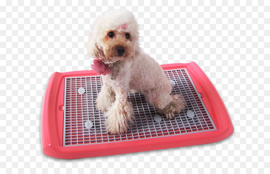 En Miniatura Caniche，Schnoodle PNG