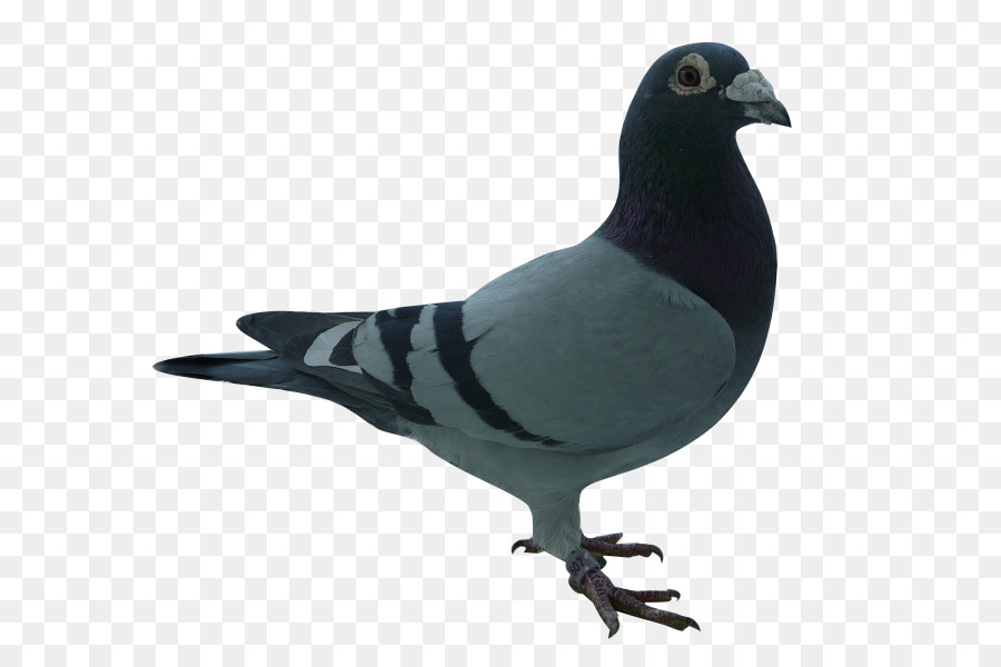 Columbidae，Pico PNG