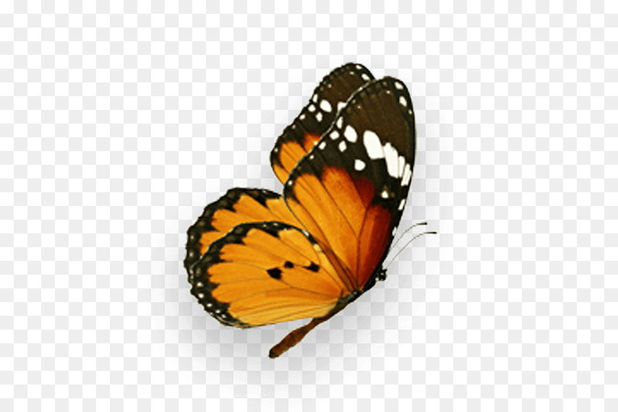 Mariposa Monarca，Naturaleza PNG