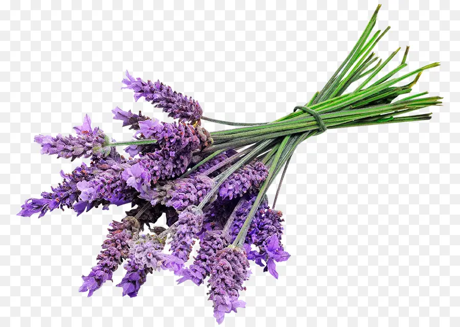 Lavanda Inglesa，Aceite De Lavanda PNG