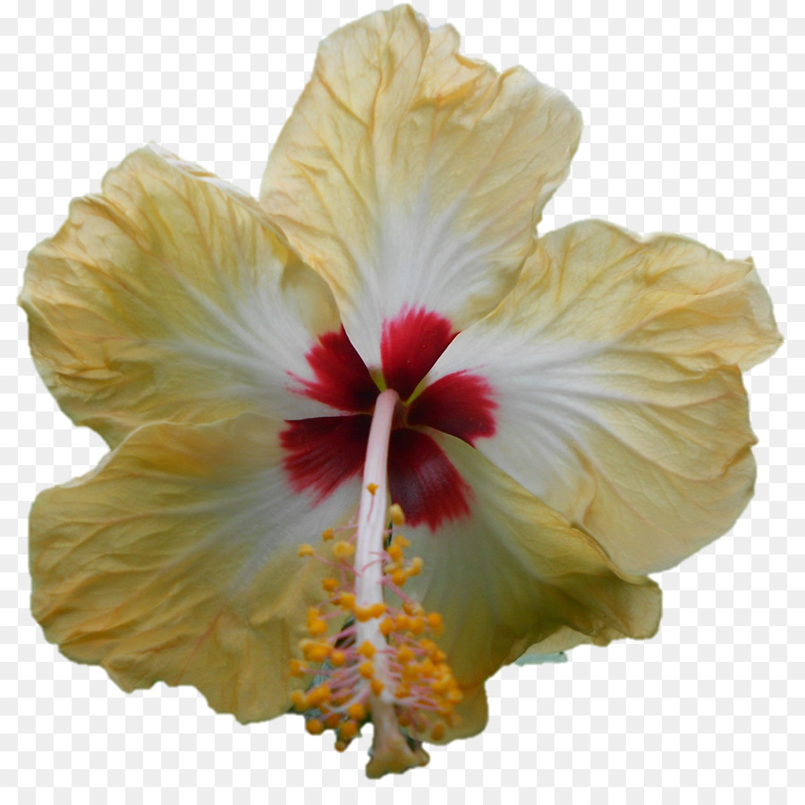 Shoeblackplant，Hibisco PNG