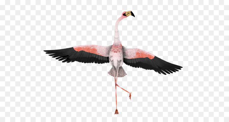 Pájaro，Flamenco PNG