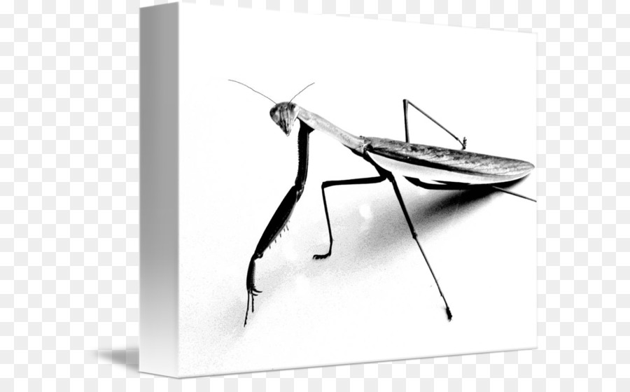 Mantis，Camiseta PNG