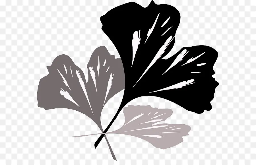 Ginkgo Biloba，árbol PNG