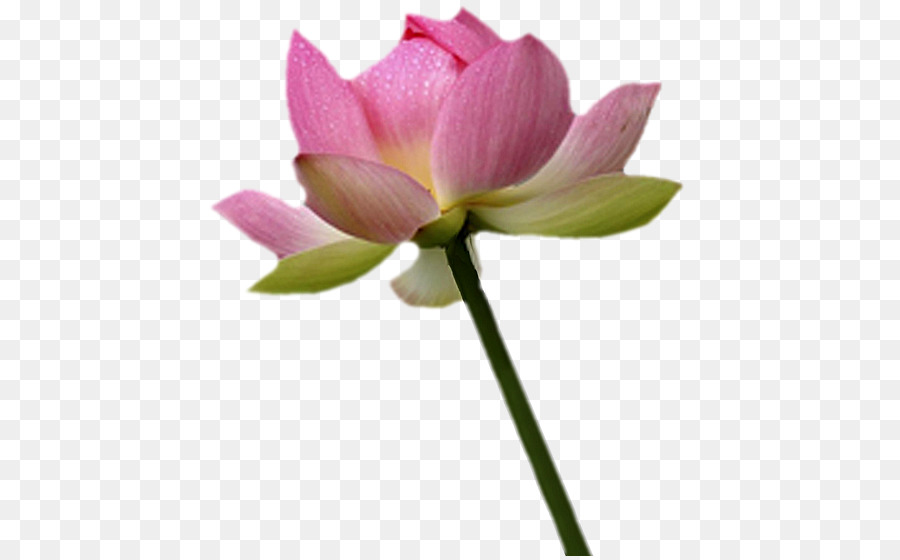 Nelumbo Nucifera，Bud PNG