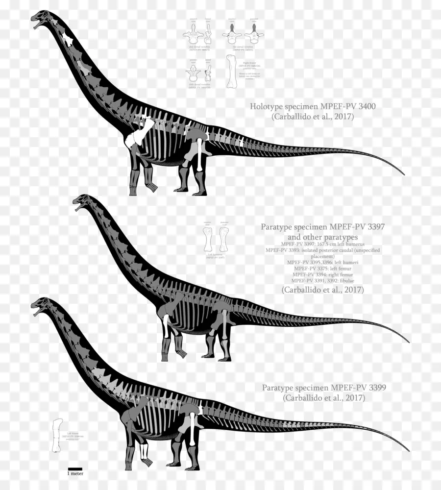 Patagotitan，Velociraptor PNG